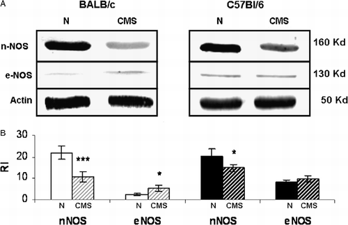 Figure 4 Hippocampal nNOS and eNOS expression. Panel A shows a representative western blot of nNOS and eNOS from BALB/c and C57BL/6, control (N) and CMS hippocampus. Panel B shows the densitometric analysis of nNOS and eNOS. Results represent the mean ± SEM of five independent experiments performed with a pool of three hippocampi per experiment, n = 15 mice per group. *p < 0.05, ***p < 0.001 versus control.