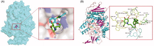 Figure 3. (A) The predicted binding mode of compound 43 in the active site and substrate-binding pocket. (B) the interactions between 43 and modelled α-glucosidase. The yellow dashed lines represent hydrogen bonds and the red dashed lines represented π–π interactions.