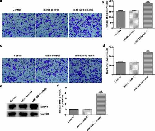 Figure 7. miR-139-5p enhances the migration and invasion of EC-ESCs. (a) Representative images of the migration of EC-ESCs following transfection with miR-139-5p mimic, as determined by Transwell assay (bar = 200 µm). (b) The calculated number of migratory cells has been presented. (c) Transwell assay was performed to elucidate EC-ESC invasion in different groups, and representative images have been presented (bar = 200 µm). (d) The calculated number of invasive cells has been presented. MMP-9 (e) protein and (f) mRNA expression levels were determined via western blot analysis and reverse transcription-quantitative polymerase chain reaction, respectively. **P < 0.01 vs. mimic control. EC-ESCs, ectopic endometrial stromal cells; miR, microRNA.