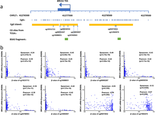 Figure 1. The relationship between methylation at CG sites within the BRCA1 promoter and gene expression levels.