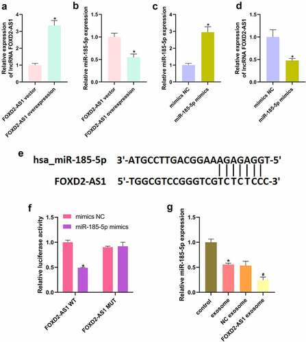 Figure 4. lncRNA FOXD2-AS1 negatively targeted miR-185-5p. After transfection of lncRNA FOXD2-AS1 overexpression plasmid, lncRNA FOXD2-AS1 (a) and miR-185-5p (b) levels were tested using qRT-PCR. Following transfection of miR-185-5p mimics, the expression of miR-185-5p (c) and lncRNA FOXD2-AS1 (d) was tested using qRT-PCR. (e) The bind sites of lncRNA FOXD2-AS1 and miR-185-5p. (f) A dual luciferase reporter assay verified the binding relationship between lncRNA FOXD2-AS1 and miR-185-5p. (D) After treatment of exosomes and lncRNA FOXD2-AS1 overexpression-transfected exosomes, qRT-PCR was utilized to assess miR-185-5p level (g). *P < 0.05 vs. FOXD2-AS1 vector, mimics NC, mmics NC + FOXD2-AS1 WT group, and control group, #P < 0.05 vs. NC exosome group.