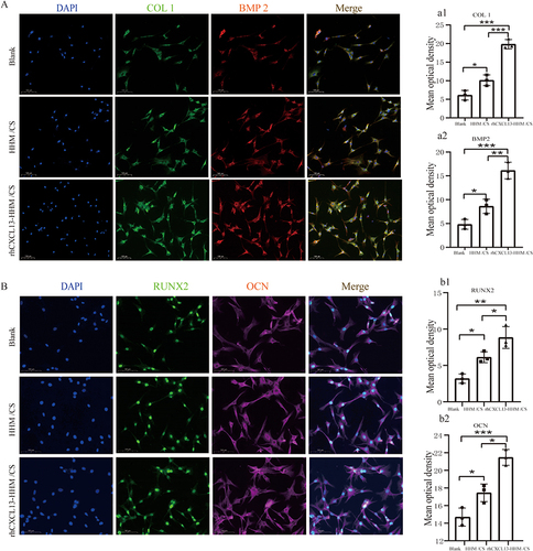 Figure 5 Immunofluorescence Staining Analysis of Osteogenic Differentiation in BMSCs Co-Cultured with Scaffolds. (A) Immunofluorescence staining of BMSCs (COLI, BMP-2, RUNX2, and OCN) when co-cultured with scaffolds ((A and B). (B) Quantitative analysis of immunofluorescence staining for COLI, BMP-2, RUNX2, and OCN performed by Image J. (a1, a2, b1 and b2). Statistical analysis was performed using ANOVA and LSD tests, with results expressed as mean ± SD (*p<0.05, **p<0.01, ***p<0.001, n=3).