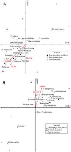 FIGURE 2. Nonmetric multidimensional scaling (NMS) ordinations for mites (Oribatida, Prostigmata, and Astigmata), and soil variables in the high alpine cushion fields, New Zealand, central Otago, summer 2014. %H2O = soil moisture content (gravimetric); %OM = soil organic matter content; Temp = soil temperature; O.sur = O. suramericana. (A) Pisa Range. DistLM best predictors of community composition: R2 = 0.12, p(%OM) = 0.007, p(%H2O) = 0.065. (B) The Remarkables. DistLM best: R2 = 0.15, p(%OM) = 0.008, p(%H20) = 0.028. See Table 3 for Oribatida species.