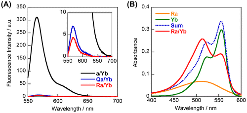 Figure 2. (A) Fluorescence spectra of model duplexes a/Yb, Qa/Yb, and Ra/Yb. Conditions: 2.0 μM quencher strands and 1.0 μM Yb in 100 mM NaCl, 10 mM phosphate buffer (pH 7.0), 20 °C. (B) UV-visible absorption spectra of single-strands Ra and Yb, and Ra/Yb duplex. Summation of spectra of Ra and Yb is shown in blue dotted line. Conditions: 2.0 μM each strand, 100 mM NaCl, 10 mM phosphate buffer (pH 7.0), 20 °C.