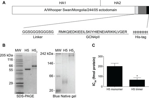 Figure 1 Expression and characterization of H53.Notes: (A) The HA ectodomain (nucleotides 1–1,723) was amplified from pHW500 and modified by addition of linker sequences, a GCN4pII trimerization domain, and His-tag sequences at the 3′ end. (B) SDS-PAGE and Blue Native gel electrophoresis confirmed the expression of the H5 monomer and trimeric forms. (C) A neutralization inhibition assay demonstrated that the immunogenicity of trimeric H5 was significantly greater than that of monomeric forms, requiring a lower concentration of protein to inhibit 50% of the neutralizing sera (IC50). Error bars represent the standard error of the mean. *Indicates statistical significance. P≤0.0243.Abbreviations: HA, hemagglutinin; H5, H5 hemagglutinin monomer; H53, H5 hemagglutinin trimer; SDS-PAGE, sodium dodecyl sulfate polyacrylamide gel electrophoresis; IC50, inhibitory concentration 50%.