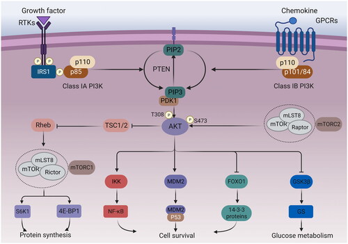 Figure 1. PI3K/AKT/mTOR signalling pathway. Growth factors bind to tyrosine kinase receptors (RTK) or G protein-coupled receptors (GPCR), activating PI3K heterodimers of the IA and IB families, respectively. Activated PI3K phosphorylates PIP2 into PIP3, while PTEN dephosphorylates PIP3. The activation of PIP3 attracts PDK1 and AKT to the plasma membrane. AKT can be phosphorylated by PDK1 at the T308 site, while mTORC2 phosphorylates the S473 site. Afterwards, the activated AKT can activate multiple downstream targets. The phosphorylation of tuberous sclerosis 2 (TSC2) by AKT can inhibit the TSC1/TSC2 complex, leading to indirect activation of mTORC1 by blocking the negative regulation of the Ras homolog (Rheb) by TSC1/2. S6 kinase 1 protein (S6K1) and eucaryotic initiation factor 4E-binding protein (4E-BP1) are downstream targets of mTORC1, which can control protein synthesis. In addition, AKT can also phosphorylate IKK, MDM2, FoxO1 to regulate cell survival, and GSK3β to regulate glucose metabolism.