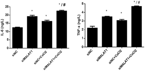 Figure 6. IL-6 and TNF-α secretion in HK2 cells under CoCl2-induced hypoxia. HK2 cells were transfected with siRNA for MALAT1 (siMALAT1) or non-sense control siRNA as a control treatment (siNC). Twenty-four hours after transfection, HK2 cells were treated with normal media or 200 µmol/L CoCl2 for 3 h. The concentrations of IL-6 and TNF-α in the media were measured by ELISA. Data are representative of three independent experiments performed in triplicate. *p < .05 vs the siNC group; #p < .05 vs the siNC + CoCl2 group.