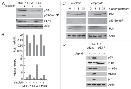 Figure 1 DNA damage downregulates PLK1 protein and mRNA levels in a p53-dependent manner. (A) MCF-7, OSA and U2-OS cells (all expressing wild type p53) were treated with 20 µM Cis-platin for 24 h. Cells were lysed and western blotting performed with antibodies as indicated. (B) MCF-7, OSA and U2-OS cells were treated as in (A). RNA was extracted and steady-state levels of mRNA encoding PLK1 and MDM2 were determined by real-time quantitative PCR. (C) U2OS cells were treated with 20 µM cis-platin or -etoposide. Cells were harvested at the indicated times and examined by western blotting. (D) HCT116 p53+/+ or p53−/− cells were treated with 20 µM Cis-platin for 24 h. Cells were lysed and western blotting performed with antibodies as indicated.