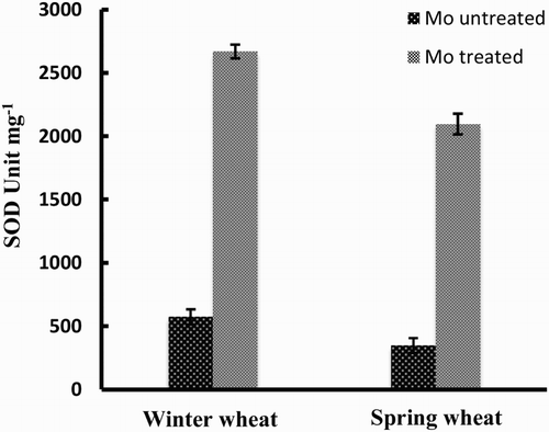 Figure 1. Activity of SOD enzyme in two wheat varieties (winter wheat: cv. Claire and spring wheat: cv. Abu-Ghraib) as affected by Mo treatment (values are means ± SE).