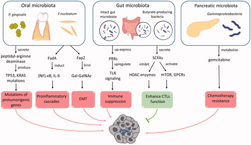 Figure 1. Mechanisms of microbiota affecting the occurrence and treatment of PDAC. The figure shows mechanisms by which human commensal microbiota affects the oncogenesis, progression, and therapeutic effect of PDAC. Oral pathogen P. gingivalis induces protumorigenic genes TP53 and KRAS mutations by secreting peptidyl-arginine deaminase. F. nucleatum facilitates tumorigenesis and metastasis in a variety of ways: F. nucleatum binds to host cells via FadA adhesin proteins, thereby enabling cellular internalization and thus activating (NF) -κB and IL-6 pathways, resulting in pro-inflammatory cascades; F. nucleatum may also bind to D-galactose-b(1–3)-N-acetyl-D-galactosamine (Gal-GalNAc) on the surface of tumour cell via Fap2, therefore promoting epithelial mesenchymal transformation (EMT). Intact gut microbiota was found to induct immune suppression via up-expression of hosts pattern recognition receptors (PRRs) which upregulate TLR signalling. However, not all gut microbiota contributes to tumorigenesis, butyrate-producing bacteria such as Ruminococcaceae family enhance CTLs function via SCFAs secretion, SCFAs activate mTOR to regulate cell metabolism and inhibit HDAC enzymes to regulate the epigenetic state of immune cells. Intratumor microbiota was reported mainly contributed to tumour metastasis but not tumorigenesis, while expression of CDDL in Gammaproteobacteria was confirmed to metabolize gemcitabine which lead to chemotherapy resistance in patients with PDAC.