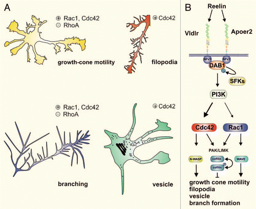 Figure 1 Reelin influences neuromorphogenesis by activating Rho GTPases. (A) Growth cone motility and neurite branch formation are activated (+) by Rac1 and Cdc42 and negatively regulated (−) by RhoA. Reelin participates in the regulation of growth cone motility and branching by regulating Rho GTPase activity (see B). Filopodia formation and the formation of neuronal transport vesicles, both known to be mediated by Cdc42, are triggered by Reelin.Citation24 (B) Binding of the extracellular matrix protein Reelin to its transmembrane receptors Apoer2 and Vldlr triggers Dab1 tyrosine phosphorylation by Src family kinases (SFK). This leads to the activation of several downstream signals, including phosphatidylinositol-3-kinase (PI3K), which activates Cdc42 via an unknown intermediate effector. There is evidence that Reelin also might locally activate Rac1. N-WASP and WAVE link Cdc42 and Rac1 activity to changes of the actin cytoskeleton, leading to increased growth cone motility, filopodia and vesicle formation and dendritic branching (see A). Cdc42 and Rac1 also contribute to activation of the PAK/LIMK pathway, which inhibits actin filament disassembly by phosphorylating and thereby inhibiting the actin-depolymerizing factor ADF/cofilinCitation25 leading to growth inhibition or stabilization of filopodia. The fine tuning of these context-dependent convergent or divergent pathways downstream of Rho GTPases is fundamental for correct neuronal development.Citation24