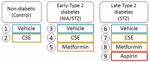 Figure 1. Rat groups. Duration of treatment, 21 days. Treatments included: CSE, 125 mg; metformin, 100 mg; and aspirin, 120 mg; per body weight per day.