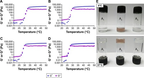 Figure 4 Storage modulus (G′) and loss modulus (G″) changes of gel with temperature from 20°C to 50°C. (A) Blank; (B) F127-PTX NC-gel; (C) TPGS-PTX NC-gel; (D) GNRs-TPGS-PTX NC-gel. (E) Photographs of various gels at different temperatures; (A1) F127-PTX NC-gel, (A2) GNRs-TPGS-PTX NC-gel, and (A3) TPGS-PTX NC-gel.Abbreviations: GNRs, gold nanorods; NC, nanocrystal; PEG, polyethylene glycol; PTX, paclitaxel; TPGS, D-alpha-tocopheryl PEG 1000 succinate.