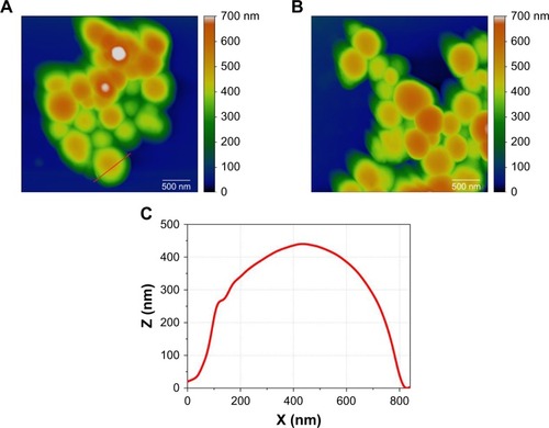 Figure 3 Topographic AFM images of (A) EMS2 and (B) MS2 spheres on glass using a 3.1 µm2 scan size. Color bar indicates the height of scanned objects. Scale bar=500 nm. (C) Height profile of the sphere with a marked cross section (red line) in (A).Abbreviation: AFM, atomic force microscopy.