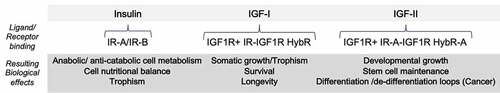 Figure 1. Growth/proliferative-related effects of the Insulin/IGF ligands/receptor system in mammalians*. *ased on predominant effects observed in isolated/optimized ex-vivo models or net clinical study end-point.