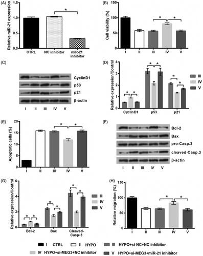 Figure 5. Silence of MEG3 prevents hypoxic injury via targeting miR-21. (A) The expression of miR-21 in PC12 cells following transfection with miR-21 inhibitor or NC inhibitor and in cell transfected with noting served as control (CTRL) was tested by qRT-PCR. PC12 cells were co-transfected with si-MEG3/si-NC and miR-21 inhibitor/NC inhibitor, and then incubated in hypoxia for 24 h. The cells without transfection in normoxic condition served as control (CTRL). (B) Cell viability, (C,D) expression of proteins associated with cell growth, (E) apoptotic rate, (F,G) expression of proteins associated with apoptosis, and (H) migration rate of PC12 cells were detected by trypan blue exclusion, western blot, apoptosis assay and migration assay. n = 3. *p < .05 represents a comparison of marked groups.