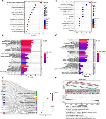 Figure 4 Functional enrichment analysis of DEIRGs and ADRB2: (A) The KEGG analysis results of ISL-DEIRGs. (B) The KEGG analysis results of PB-DEIRGs. (C) The GO analysis results of ISL-DEIRGs. (D) The GO analysis results of PB-DEIRGs. (E) The KEGG pathways enriched by ADRB2. (F) After re-grouping peripheral blood samples based on the expression level of ADRB2, GSEA analysis was performed (L: ADRB2 low-expression group; H: ADRB2 high-expression group; ES: Enrichment Score).