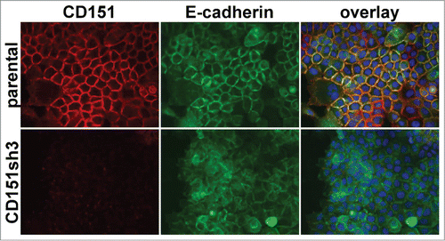 Figure 2. Loss of organized cell-cell junctions in CD151-silenced cells. A431 parental and CD151sh3 cells expressing E-cadherin-GFP (green) were fixed and stained for CD151 (red). DAPI-stained nuclei are shown in blue in the overlay image.