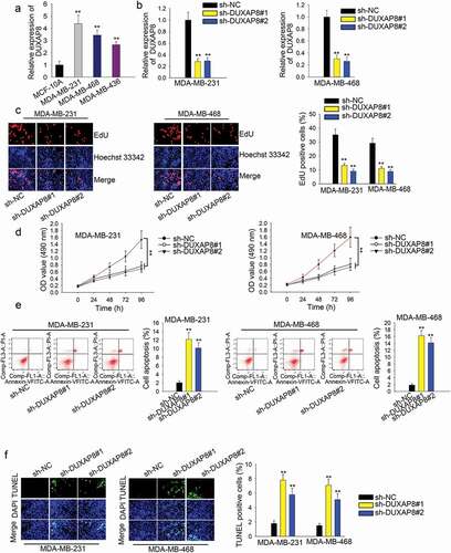 Figure 1. DUXAP8 promotes TNBC cell proliferation and suppresses apoptosis