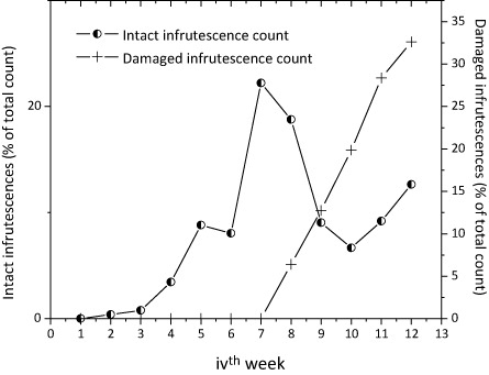 Figure 2. Twelve week-long trends in T. diversifolia (Hemsley) A. Gray fruit phenology and seed removal by S. capistratus Finsch and Hartlaub.