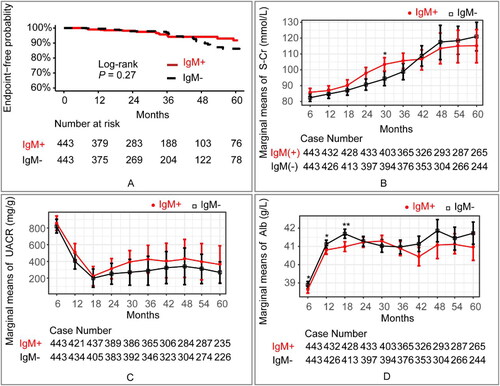 Figure 3. (A) Kaplan-Meier Curve displayed the prognosis of the IgM + and IgM– cohorts (p = 0.27 [log-rank test]). The endpoint was defined as either a reduction of ≥50% in baseline eGFR or the development of ESRD. (B) Estimated marginal means and corresponding SEs of serum creatinine levels were estimated and compared between IgM + and IgM– cohorts within the follow-up period using GLMM. (C) Estimated marginal means and corresponding SEs of urine albumin/creatinine ratio levels were estimated and compared between IgM + and IgM– cohorts within the follow-up period using GLMM. (D) Estimated marginal means and corresponding SEs of serum albumin levels were estimated and compared between IgM + and IgM– cohorts within the follow-up period using GLMM.Statistical significance levels are indicated in the plot as ‘*’, which represents p < 0.05, and ‘**’, representing p < 0.01. The ANOVA results of the GLMM are presented in Table S6.IgM + refers to IgAN patients with the presence of IgM deposits. IgM– refers to IgAN patients with the absence of IgM deposits. Alb: serum albumin; S-Cr: serum creatinine; UACR: urine albumin/creatinine ratio.