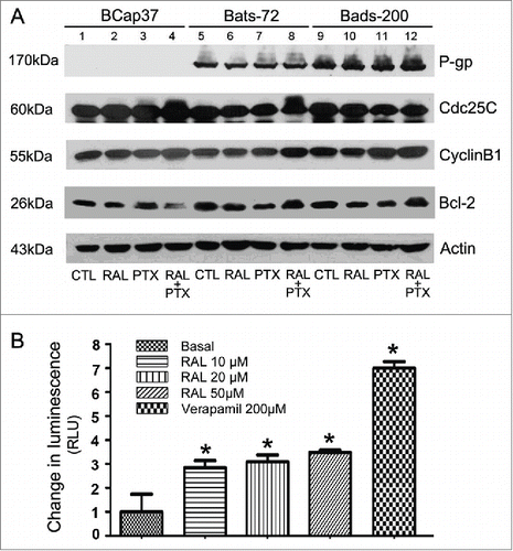 Figure 4. Raloxifene affect the activities of P-gp, Cdc25C, Cyclin B 1 and Bcl-2 proteins. (A) Western blotting analyses for the P-gp, Cdc25C, Cyclin B 1 and bcl−2 proteins. Cells were treated with different concentrations of raloxifene or paclitaxel or their various combinations as described. Equal amounts (40μg/lane) of cellular protein analyzed by immunoblotting with anti-P-gp, Cdc25C, Cyclin B 1 and bcl−2 antibodies. β-Actin protein was blotted as a control. (B) Stimulation of P-gp ATPase activity by raloxifene. Untreated (NT), 100µM Na3VO4-, 10-50µM raloxifene and 200µM Verapamil-treated P-gp reactions were performed according to the protocol. The decrease in luminescence of NT samples compared to samples plus Na3VO4 (ΔRLUbasal) represents basal P-gp ATPase activity, which was transformed as 1. The change in luminescence of Verapamil-treated samples (ΔRLUTC) represents Verapamil-stimulated P-gp ATPase activity. The change in luminescence of raloxifene-treated samples (ΔRLURAL) represents raloxifene-stimulated P-gp ATPase activity. ΔRLUTC and ΔRLURAL were transformed as ratios of ΔRLUbasal to illustrate the stimulation of P-gp ATPase activity by raloxifene. *P < 0.05 versus basal.