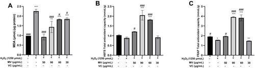 Figure 4 (A) Effects of MV on MDA content in H2O2-induced oxidative damage MSF cells (n=6); (B) Effects of MV on total antioxidant capacity (ABTS) of H2O2-induced oxidative damage MSF cells (n=6); (C) Effects of MV on total antioxidant capacity (FRAP) of H2O2-induced oxidative damage MSF cells (n=6).