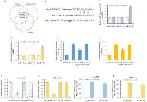 Figure 3. Circ_0011058 directly targeted miR-335-5p.(A, B) Bioinformatics predicted that miR-335-5p was the direct target of circ_0011058.(C, D) The expression of miR-149-5p and miR-183-5p was not significantly affected, and the expression of miR-335-5p was significantly upregulated. (E, F) Circ_0011058 knockdown upregulated miR-335-5p expression. Double luciferase reporter gene detection showed that miR-335-5p was the direct target of circ_0011058 (G and H), and RIP experiment confirmed this discovery (I, J). *The mean of group 2 vs the mean of group 1, # group 3 mean vs group 2 mean (from left to right), n = 3. RIP, RNA Immunoprecipitation