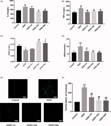 Figure 2. Effects of alisol A 24-acetate on inflammatory factors and oxidative stress in OGD-induced bEnd.3 cells. (A) Secreted IL-1β in cell culture supernatant was determined using ELISA. (B) Secreted TNF-α in cell culture supernatant was determined using ELISA. (C) Superoxide dismutase (SOD) activity in supernatant was detected. (D) Secreted malondialdehyde (MDA) in cell culture supernatant was determined. Results (A–D) are presented as means ± standard deviation (SD) (n = 6) vs. the control group (*p < 0.05, **p < 0.01), vs. the OGD group (#p < 0.05, ##p < 0.01). (E) The inhibitory effect of alisol A 24-acetate on OGD-induced ROS production. DCFH-DA, a fluorescent indicator, was used to visualise ROS, which was observed by confocal microscopy. Scale bar = 70 μm. (F) The quantity of DCFH-DA was measured by Image J software. Results are presented as means ± standard deviation (SD) (n = 3) vs. the control group (*p < 0.05, **p < 0.01), vs. the OGD group (#p < 0.05, ##p < 0.01).