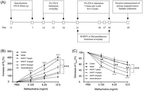 Figure 4. Experimental protocol of OVA sensitization and challenge in mice and effect of M-BYF on AHR. (A) Female BALB/c mice were sensitized and challenged with OVA in a 49-day asthma induction protocol. Starting on day 21, mice were treated with M-BYF or Dexamethasone by gavage every day during 28 days. Within 24 h of the last OVA challenge, anaesthetized mice were instrumented to measure AHR. (B) M-BYF markedly decreased RL in asthmatic mice as compared with the Model group. (C) M-BYF obviously improved Cdyn in asthmatic mice as compared with the Model group. Dexamethasone was used as positive drug. Data are represented as mean ± S.E.M. n = 8 in each group. (ΔΔΔp < 0.001 compared with the Control group; ***p < 0.001, **p < 0.01 compared with the Model group; ###p < 0.001, ##p < 0.01 and #p < 0.05 compared with the dexamethasone treated group.)