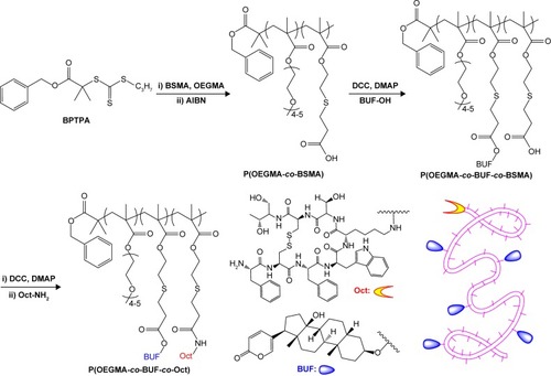 Figure 2 Synthetic routes employed for the fabrication of multifunctional polymeric prodrug, P(OEGMA-co-BUF-co-Oct), covalently linked with anticancer drug BUF, breast cancer targeting peptide, and Oct.Abbreviations: OEGMA, oligo(ethylene glycol) monomethyl ether methacrylate; BUF, bufalin; Oct, octreotide.