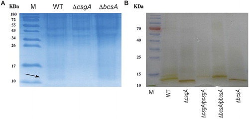 Figure 4. Protein and LPS analysis. (A) Curli protein (arrow) expression detected using SDS-PAGE. (B) Analysis of purified LPS from WT and mutant strains.