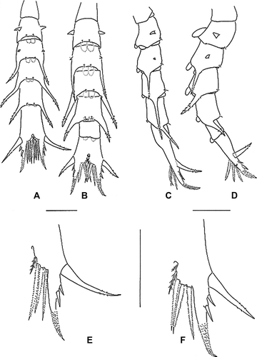 Figure 5.  Erimacrus isenbeckii (Brandt 1848). Dorsal view of abdomen: (A) first zoea, (B) second zoea; lateral view of abdomen: (C) first zoea, (D) second zoea; dorsal view of telson: (E) first zoea, (F) second zoea. Scale bar is 0.5 mm.