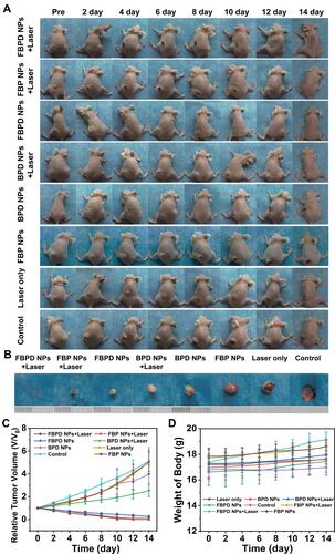 Figure 9 In vivo tumor growth inhibition. (A) Photographs of SKOV-3 tumor-bearing mice of eight groups taken during 14 d period after various treatments. (B) Photographs of tumors dissected from mice of eight groups after various treatments. (C) Time-dependent tumor volume curves of eight groups after various treatments (n = 5). (D) Time-dependent body weights of eight groups after various treatments (n = 5).
