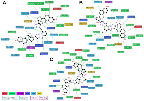 Figure 7. Calculated protein–ligand contacts were identified in at least 10% of MD trajectories for ED (panel A), ED3 (panel B), and ED5 (panel C). Contacts were analysed exclusively for the stable part of trajectories, 50–150 ns.