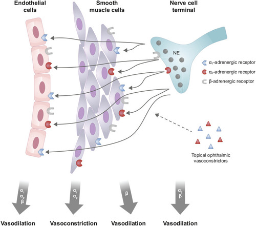 Figure 1 Schematic illustration of the regulation of ocular vascular tone and potential vasoactive effects of topical ophthalmic vasoconstrictors, mediated by adrenergic receptors found on vascular smooth muscle, vascular endothelium, and nerve cell terminals. Norepinephrine released from the nerve cell terminal diffuses to vascular smooth muscle cells and endothelial cells. Stimulation of α1- and/or α2-adrenergic receptors on vascular smooth muscle cells leads to vasoconstriction; whereas, stimulation of α1-, α2- and/or β-adrenergic receptors on vascular endothelial cells, stimulation of β-adrenergic receptors on vascular smooth muscle cells, and stimulation of α2- and/or β-adrenergic receptors on nerve cell terminals, leads to vasodilation. Adapted with permission from Sheng Y, Zhu L. The crosstalk between autonomic nervous system and blood vessels. Int J Physiol Pathophysiol Pharmacol. 2018;10(1):17–28.Citation14