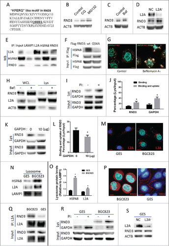 Figure 5. Identification of RND3 as a novel CMA substrate. (A) One “KFERQ”-like motif (QRIEL) was found in the amino sequence of RND3. ((B)and C) RND3 expression was examined in BGC823 cells after exposure to the lysosome inhibitor chloroquine (CQ, 50 µM), Baf, (10 nM), and the proteasome inhibitor MG132 (20 µM) for 12 h. ACTB was used as an internal control. (D) RND3 expression was examined by WB in BGC823-NC and BGC823-L2A−, ACTB was used as an internal control. (E) Interaction among LAMP2A, HSPA8 and RND3 was validated by reciprocal IP assay, LAMP1 was used as a negative control. (F) Interaction between HSPA8 and wild-type RND3 or the Q54A mutant was assayed by CoIP. (G) Coimmunofluorescence was performed to observe the colocalization of LAMP2A and RND3 in BGC823 cell upon inhibition of lysosome degradation by Baf, (10 nM, 12 h). Scale bar (in red) was 10 µm. (H) RND3 levels in whole cell lysates (WCL) and purified lysosomes (Lys) of BGC823 cells were assayed by WB following treatment with Baf (10 nM, 12 h); LAMP2A (lysosome marker) and ACTB (cytosol marker) were examined to verify the enrichment of lysosomes. ((I)and J) Binding and uptake assay was performed for RND3, with a bar diagram that shows percentage of RND3 with regard to the assay (* P < 0.05). GAPDH was used as a positive control. PI indicates protease inhibitors. ((K)and L) Competition assay with bona fide CMA substrate GAPDH for binding and uptake of RND3, bar diagram shows percentage of RND3 with regard to the assay (* P < 0.05). (M) Location of LAMP2A-positive lysosomes relative to nuclei in GES and BGC823 were assayed by IF, Red puncta indicate LAMP2A-positive lysosomes, Blue signal indicates cell nucleus. Scale bar (in red) was 10 µm. ((N)and O) HSPA8 and LAMP2A levels in isolated lysosomes of GES and BGC823 were examined by WB, bar diagram indicates densitometric analyses of the indicated proteins from 3 independent experiments. LAMP1 was used as an internal control for lysosomes (*, P < 0.05). (P) Location of RND3 in GES and BGC823 was assayed by IF; red signal indicates RND3, blue signal indicates cell nucleus. Scale bar (in red): 10 µm. (Q) Interaction between LAMP2A and RND3 in GES and BGC823 was assayed by CoIP. (R) Lysosomal binding and uptake assay was performed for endogenous RND3 in GES and BGC823, GAPDH was used as a positive control and PtdIns indicates protease inhibitors. (S) RND3 level in GES was examined by WB following LAMP2A knockdown. ACTB was used as an internal control.