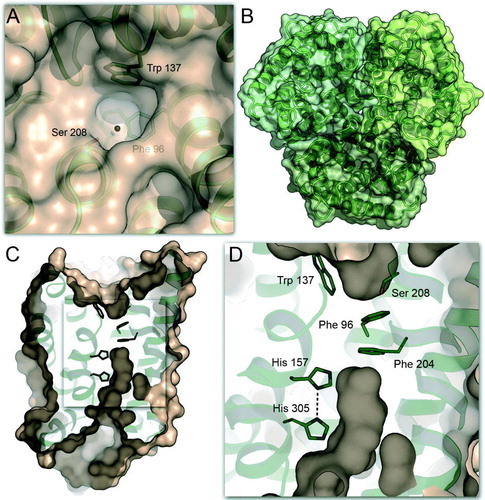 Figure 2.  Substrate recruitment and transport in Amt-1. (A) A putative recruitment site for is located on the extracellular side of each Amt-1 monomer, where a water molecule was found in the model (red dot). The combination of hydrogen-bonding to Ser 208 and cation-π-interaction with Trp 137 provides selectivity. (B) Trimer of Amt-1 seen from the extracellular side. While each monomer is able to transport substrate, the trimeric arrangement is essential for interaction with the regulatory PII protein (Figure 3). (C) A channel crosses the Amt-1 monomer, starting immediately below the putative substrate recruitment site at Typ 137 and Ser 208, extracellular side above, cytoplasmic side below. (D) Detail of (C). Substrate is blocked from passing through the channel by the side chains of Phe 96 and Phe 204, but once this obstacle is passed a channel leads directly to the cytoplasmic side of the membrane. It is lined exclusively by hydrophobic residues, with the exception of the conserved histidines His 157 and His 305.