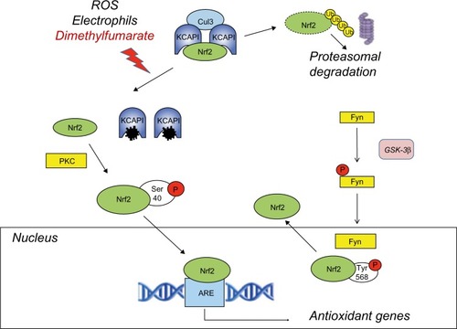 Figure 2 Activation of the Nrf2 pathway by dimethyl fumarate.