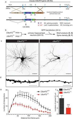 Figure 1. Reduced dendritic arborization and spine density in c9orf72 knockout hippocampal neurons. (a) Schematic of c9orf72 knockout mice showed that exons 2–6 were deleted and resulted in a null allele. (b) Primary hippocampal neurons were cultured from wild-type (C9orf72+/+) and c9orf72 knockout (c9orf72−/-) mice and transfected with a plasmid encoding GFP to visualize the neuronal and dendritic morphology. (c) Images of GFP-transfected hippocampal neurons from control and c9orf72 knockout mice. The images are presented in gray scale and inverted color. Scale bar: 50 µm. (d) High-magnification renderings of dendritic segments. The dendritic images were taken with 0.3-µm step z-section and then stacked as a maximum projection. Scale bar: 10 µm. (e) Sholl analysis of dendritic arborization. (f) Reduced spine density in the c9orf72 knockout neurons. (at least 3 independent experiments, N > 4 neurons per genotype per experiment, 17 total neurons were quantified for E and F, *, p < 0.05; **, p < 0.01; ***, p < 0.001).