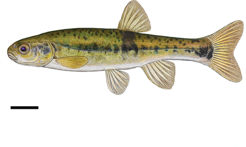 Figure 2. A scientific illustration of a specimen of Italian minnow sampled in the Sanguirone stream (Esino River basin, central Apennines, Italy). Scale bar = 10 mm. Illustration by Paul Vecsei.