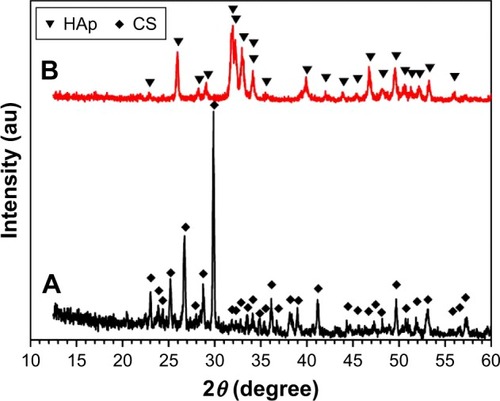 Figure 2 XRD patterns of the CS microspheres (A) and the nHAp microspheres obtained via hydrothermal treatment of the CS microspheres in Na3PO4 aqueous solution at 180°C for 24 h (B).Abbreviations: CS, calcium silicate; HAp, hydroxyapatite; nHAp, nanostructured hydroxyapatite; XRD, X-ray diffraction.