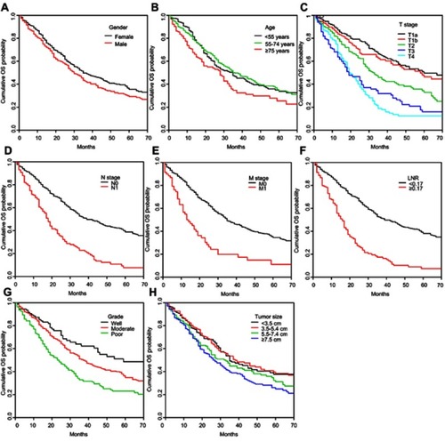 Figure S1 Kaplan–Meier cumulative OS curves in patients with ICC after surgery stratified by the clinical characteristics (A) gender; (B) age; (C) T stage; (D) N stage; (E) M stage; (F) LNR; (G) grade; (H) tumor size.Abbreviations: OS, overall survival; ICC, intrahepatic cholangiocarcinoma; LNR, lymph node ratio.