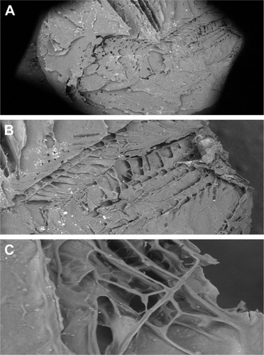 Figure 5 Scanning electron micrographs of the selected lyophilized formula (L3) at magnifications of 60× (A), 140× (B) and 800× (C).