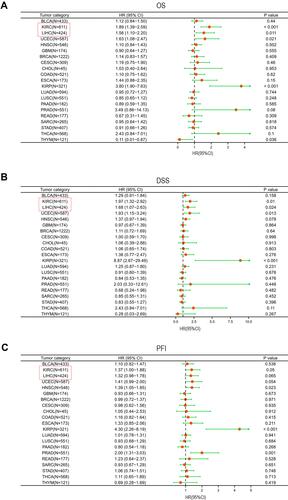 Figure 5 Forest plot of the prognostic value of DLEU2 expression in different cancer types. In the forest plot, the text in the red box refers to the two cancers in this study, KIRC and LIHC, the red dot refers to the value of HR, and the green line represents the 95% CI. (A–C) Prognostic HR of DLEU2 in various cancers for OS (A), DSS (B), and PFI (C).