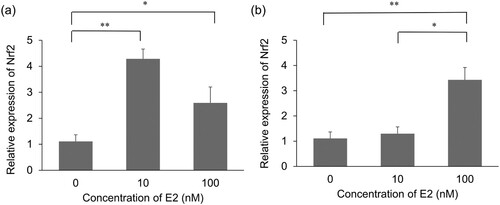 Figure 2. Assessment of mRNA expression levels of Nrf2 after Estradiol (E2) treatment. (a) mRNA expression levels of Nrf2 after 8 h of E2 treatment. n = 4, Error bars represent ± s.e.m. (b) mRNA expression levels of Nrf2 after 24 h of E2 treatment. n = 4, Error bars represent ± s.e.m. E2: Estradiol. For all experiments, *p < 0.05 **p < 0.001.