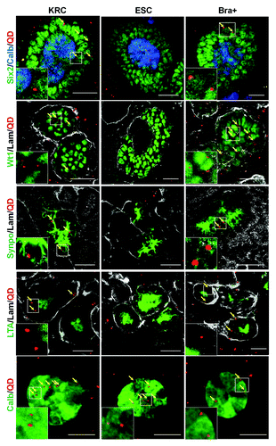 Figure 6. Expression of kidney specific markers by QD+ cells in chimeras. Representative confocal photomicrographs showing the expression of different markers in chimeras made with KRC, ESC and Bra+ cells. Yellow arrows point to QDs within specific cells. Boxed areas outlined in white are presented as enlargements within the main frame of some of the images. Note that QD+ cells are not seen in Six2, Wt1, synaptopodin and LTA (all in green) positive regions in the ESC chimera vs. the presence of QDs in these regions within rudiments made with Bra+ and positive control KRC cells. Basement membrane structures are stained with laminin (white). Scale bar, 20 μm.