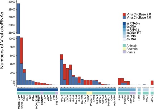 Figure 2. The number of viral circRNAs detected in each virus in the VirusCircBase 2.0. The bar above the x-axis represents the number of circRNAs identified for each virus, with the red portion indicating the newly added viral circRNAs of VirusCircBase 2.0. The first bar below the x-axis represents the Baltimore group to which the virus belongs, while the second bar represents the host kingdom of the virus. For clarity, the abbreviation of virus names was used. Supplementary Table S2 displays the full names of these viruses. ssRNA(+), positive-sense single-stranded RNA virus; dsDNA, double-stranded DNA virus; ssRNA(-), negative-sense single-stranded RNA virus; dsDNA-RT, double-stranded DNA reverse transcribing virus; ssDNA, single-stranded DNA virus; dsRNA, double-stranded RNA virus.