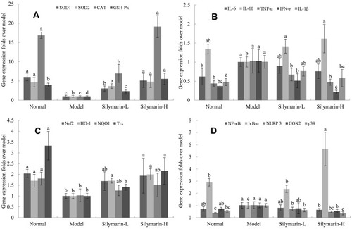 Figure 5 mRNA expression in mice liver tissue with D-Gal/LPS-induced organ injury. (A) SOD1, SOD2, CAT and GSH-Px; (B) IL-6, IL-10, IL-1β, TNF-α and IFN-γ; (C) Nrf2, HO-1, NQO1 and Trx; (D) NF-κB, IκBα, NLRP3, COX2 and p38. Model: treated with D-Gal/LPS (30 mg/kg·bw/3 μg/kg·bw) intraperitoneal injection; silymarin-L: treated with silymarin (75 mg/kg·bw) intragastric administration; silymarin-H: treated with silymarin (150 mg/kg·bw) intragastric administration. a–dMean values with different letters in the same column are significantly different (p < 0.05) according to Tukey’s test.