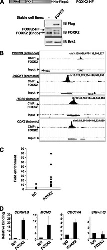 Fig 1 Validation of FOXK2 targets identified by ChIP-seq. (A) Schematic illustration of the His-Flag (HF)-tagged FOXK2 construct. The Western blots show the expression of FOXK2-HF (using anti-Flag antibody) and total endogenous (Endo) and HF-tagged FOXK2 (using anti-FOXK2 antibody) in U2OS-HF (−) and U2OS-FOXK2-HF (FOXK2) cells. IB, immunoblotting. (B) MACS profiles of FOXK2 binding to the indicated genomic regions and input controls for the same regions. Where applicable, the transcriptional start site (TSS) is indicated. chr3, chromosome 3. (C and D) qPCR-ChIP validation of FOXK2 binding to genomic regions associated with the indicated genes using either anti-Flag antibody in U2OS-FOXK2-HF cells (C) or anti-FOXK2 antibody in U2OS cells (D). SRF intron 3 (int3) is a negative control (NC). Data are the averages plus standard deviations (error bars) of duplicate samples and are representative of 3 independent experiments and are shown relative to enrichment with Flag antibody in U2OS-HF cells (C) or nonspecific IgG (taken as 1) (D). The dotted line in panel represents the average of the negative controls (NC).